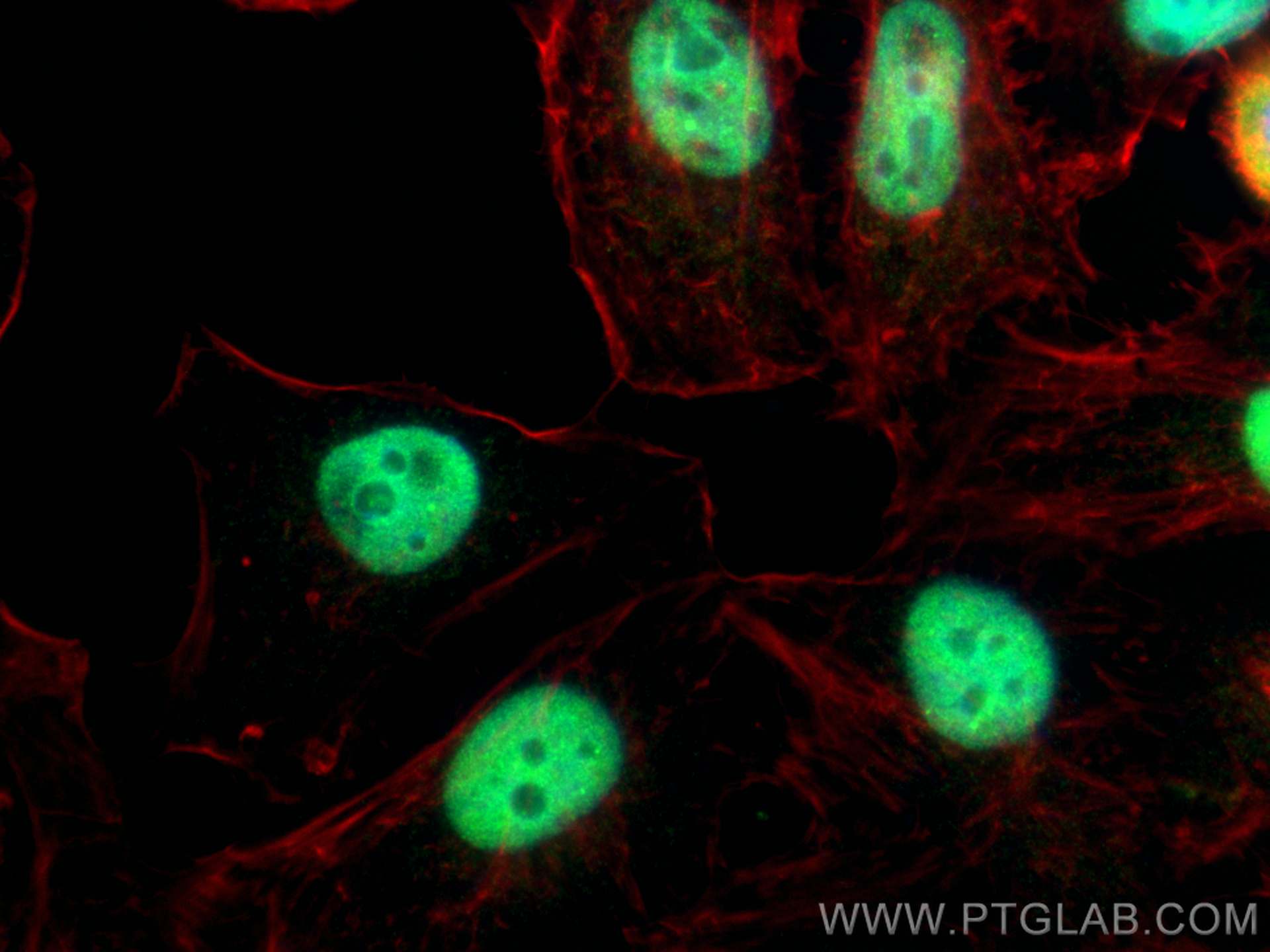 Immunofluorescence (IF) / fluorescent staining of HeLa cells using NELFE Polyclonal antibody (10705-1-AP)