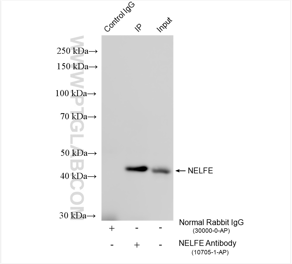 Immunoprecipitation (IP) experiment of mouse brain tissue using NELFE Polyclonal antibody (10705-1-AP)