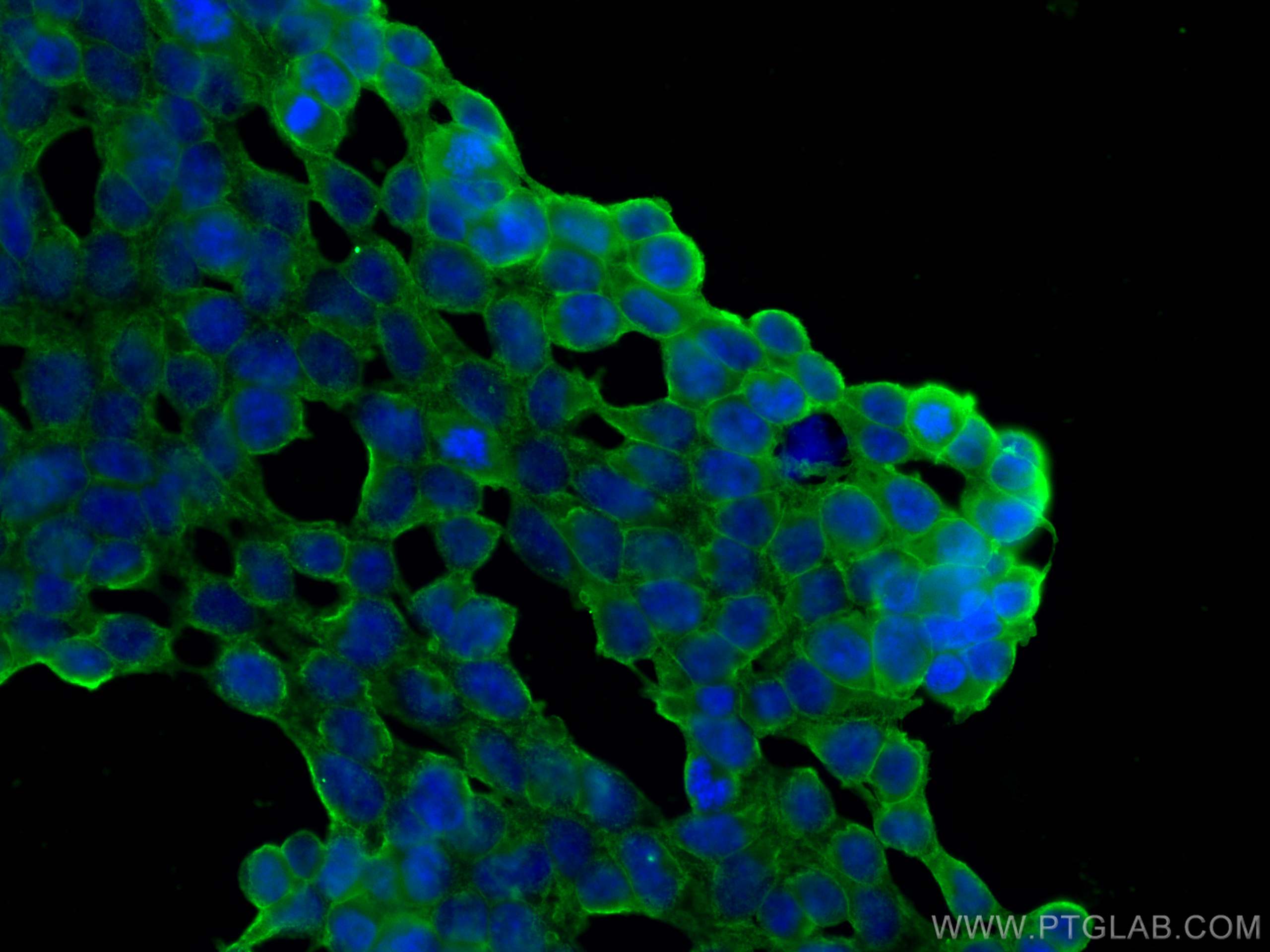 Immunofluorescence (IF) / fluorescent staining of HEK-293 cells using SLC1A5/ASCT2 Monoclonal antibody (68540-1-Ig)