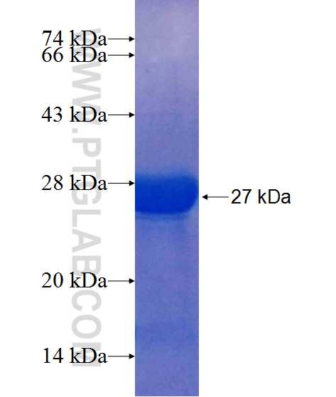 RECK fusion protein Ag25512 SDS-PAGE