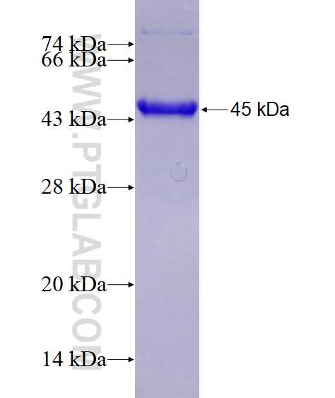 RECQL4 fusion protein Ag28742 SDS-PAGE