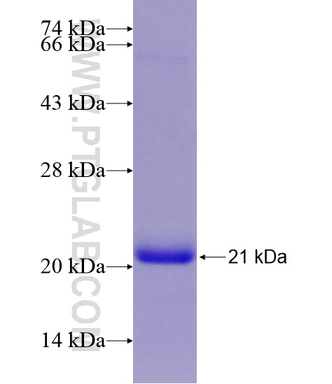 RECQL4 fusion protein Ag28750 SDS-PAGE