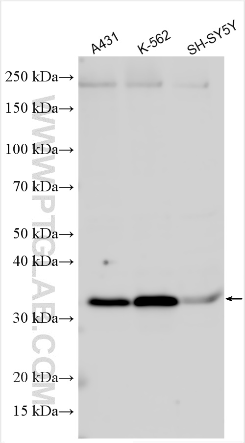 Western Blot (WB) analysis of various lysates using REDD1 specific Polyclonal antibody (10638-1-AP)