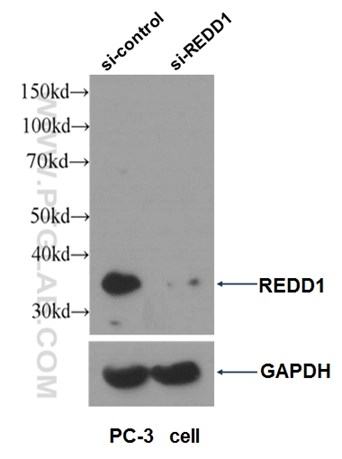 Western blot result of REDD1 antibody (10638-1- AP, 1:1000) with si-control and si-REDD1 transfected PC-3 cells
