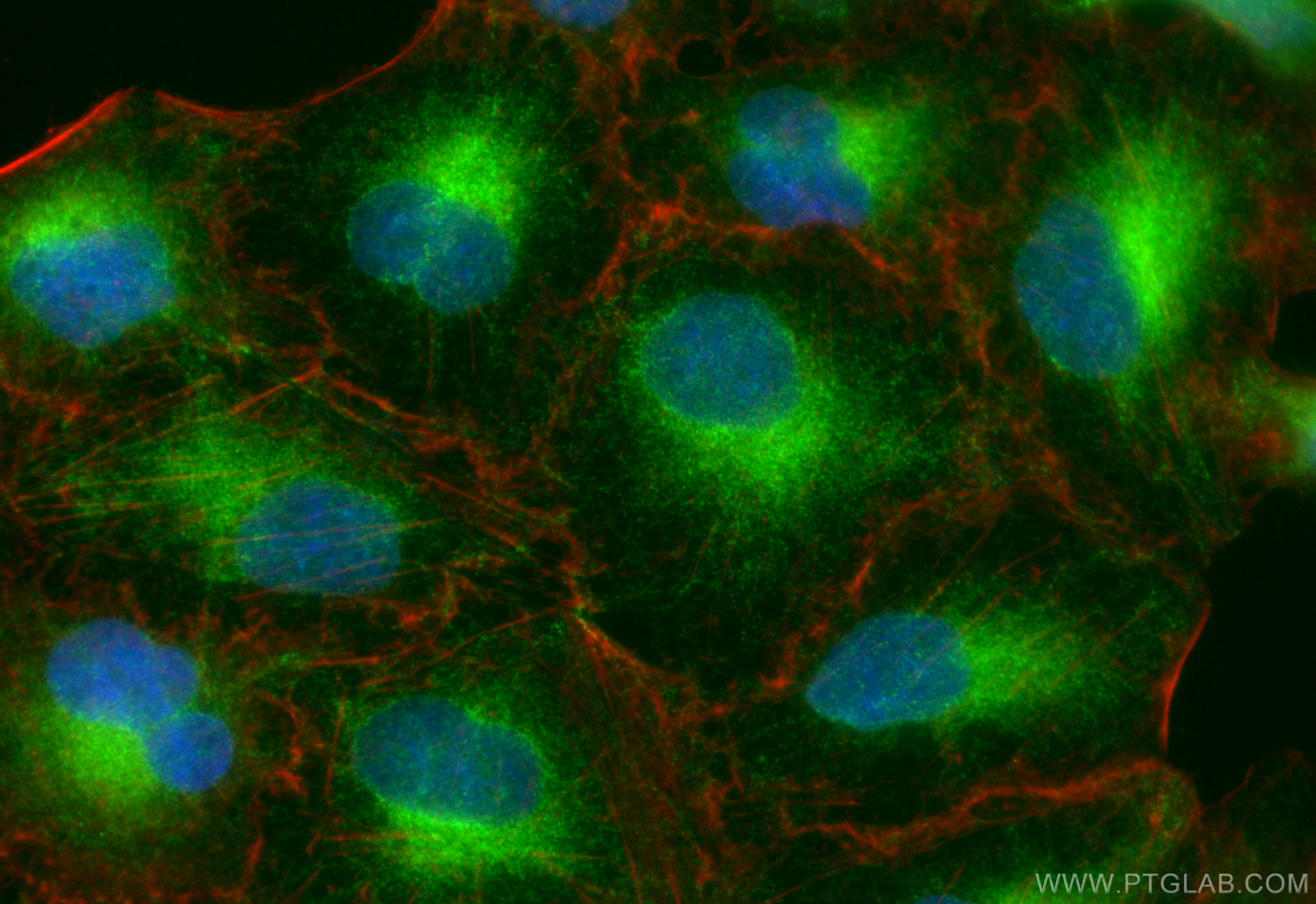 Immunofluorescence (IF) / fluorescent staining of A549 cells using CoraLite® Plus 488-conjugated REEP5 Polyclonal ant (CL488-14643)