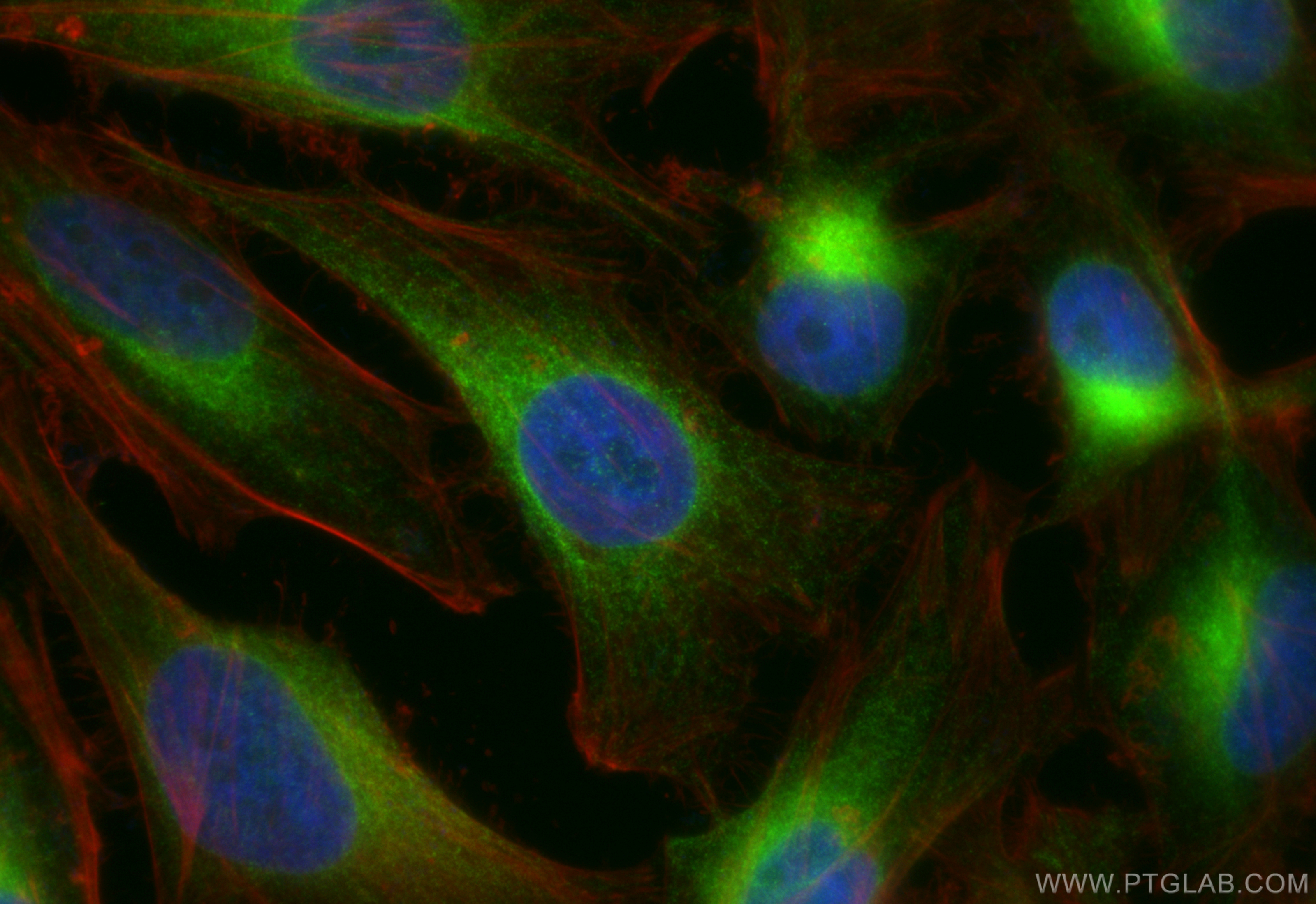 Immunofluorescence (IF) / fluorescent staining of HeLa cells using CoraLite® Plus 488-conjugated REEP5 Polyclonal ant (CL488-14643)