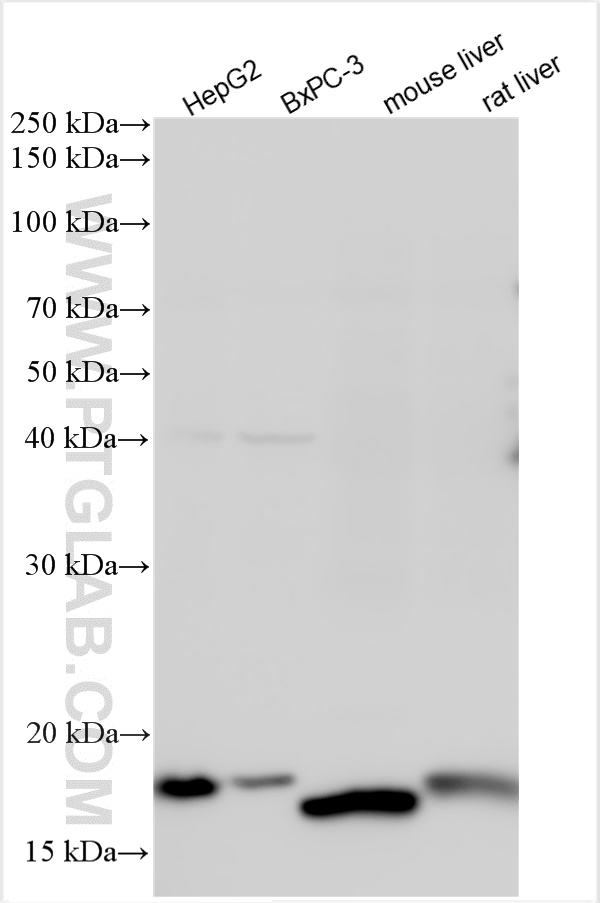 Western Blot (WB) analysis of various lysates using REEP6 Polyclonal antibody (12088-1-AP)