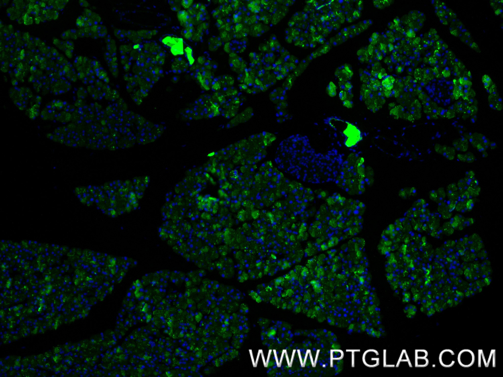 Immunofluorescence (IF) / fluorescent staining of mouse pancreas tissue using REG Recombinant antibody (84287-3-RR)