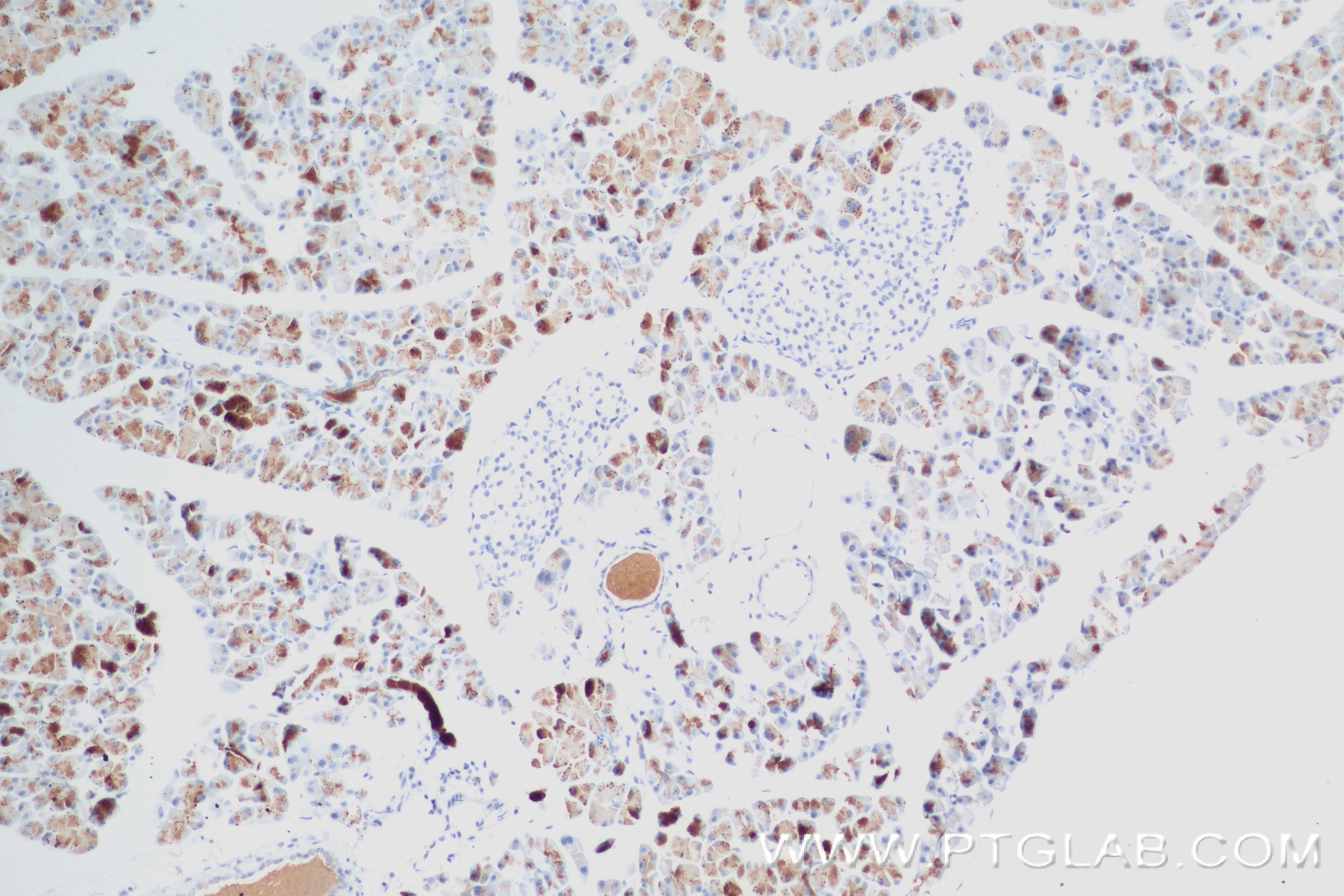 Immunohistochemistry (IHC) staining of mouse pancreas tissue using REG Recombinant antibody (84287-3-RR)