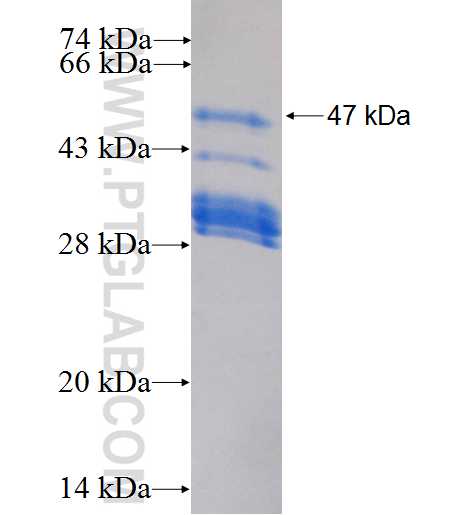 REL fusion protein Ag26776 SDS-PAGE