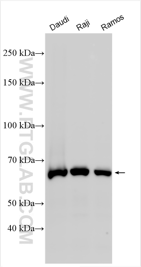 Western Blot (WB) analysis of various lysates using RELB Polyclonal antibody (25027-1-AP)