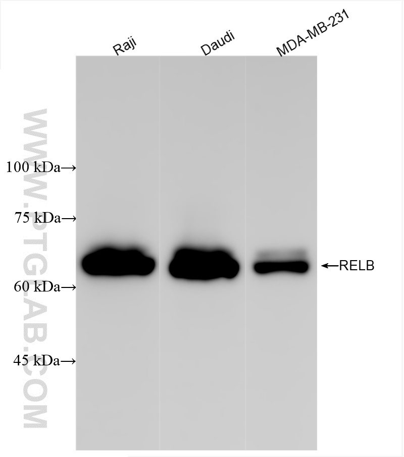 Western Blot (WB) analysis of various lysates using RELB Recombinant antibody (83305-6-RR)