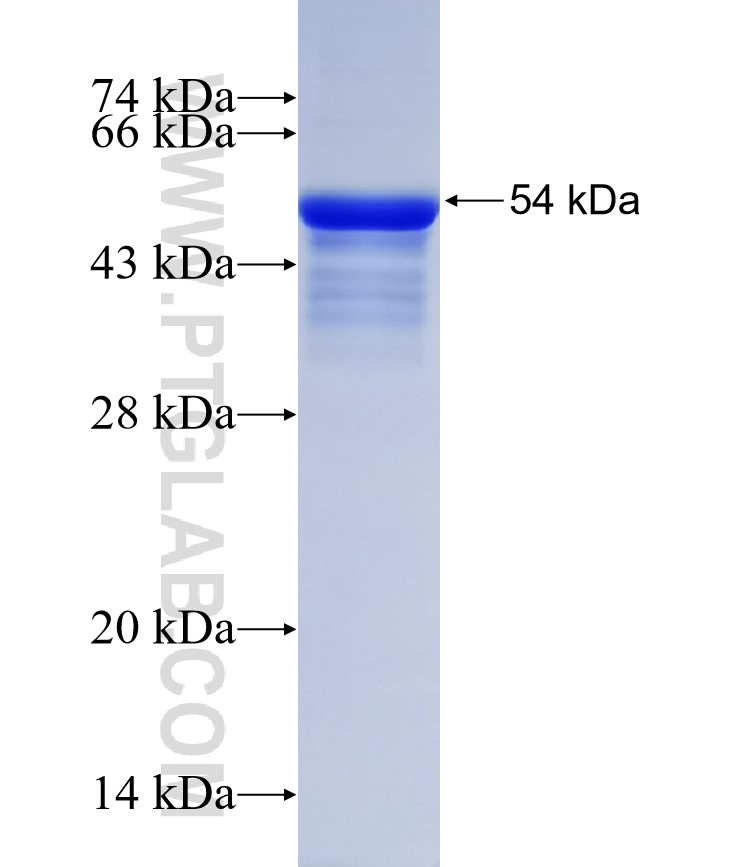 RELL1 fusion protein Ag31475 SDS-PAGE