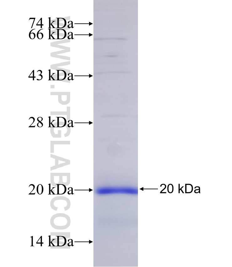 REM2 fusion protein Ag22001 SDS-PAGE