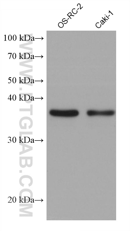 Western Blot (WB) analysis of various lysates using RENALASE Monoclonal antibody (60128-1-Ig)