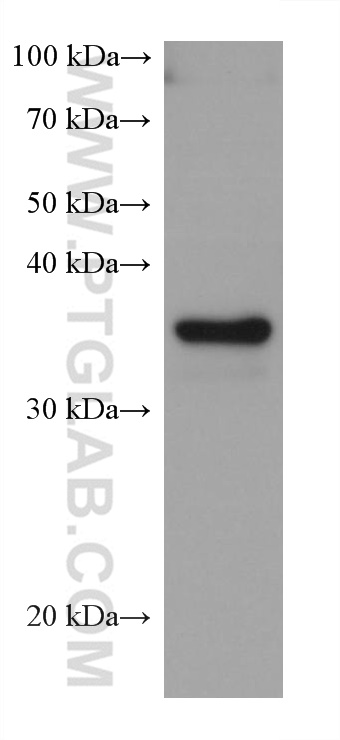 Western Blot (WB) analysis of MG-63 cells using RENALASE Monoclonal antibody (60128-1-Ig)