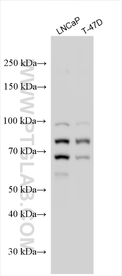 Western Blot (WB) analysis of various lysates using REPS2 Polyclonal antibody (30670-1-AP)