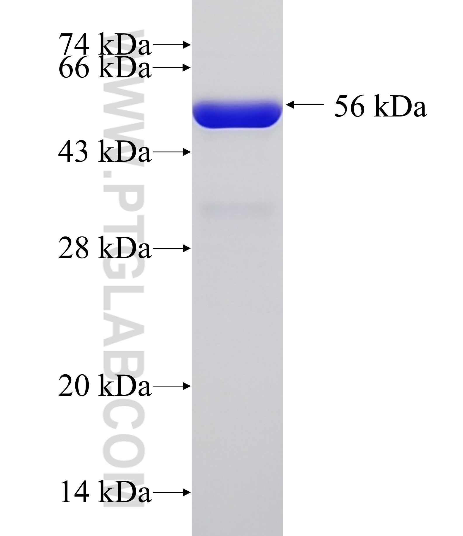 REPS2 fusion protein Ag33764 SDS-PAGE