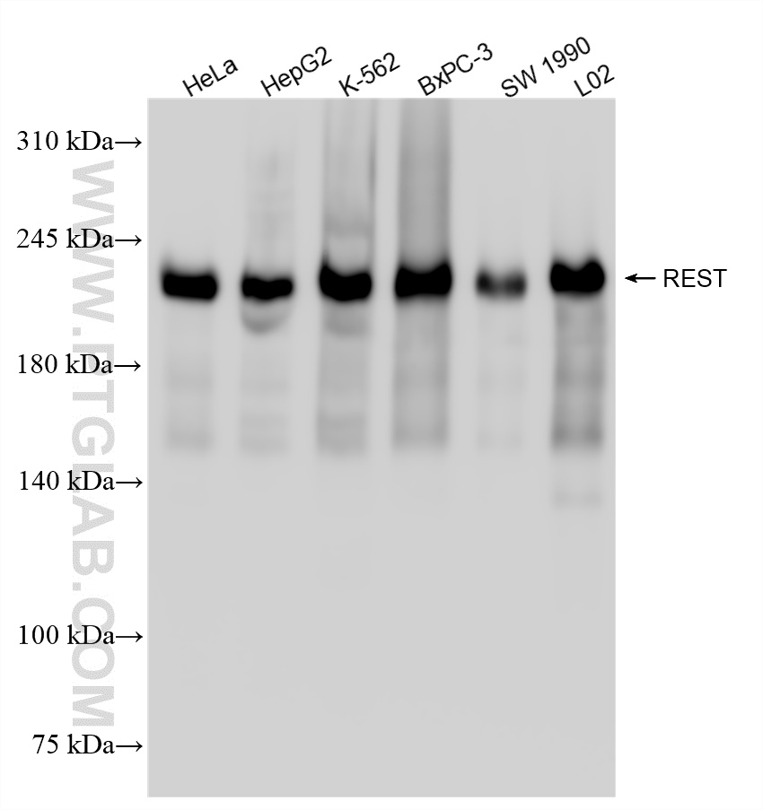 Western Blot (WB) analysis of various lysates using REST Recombinant antibody (84846-4-RR)