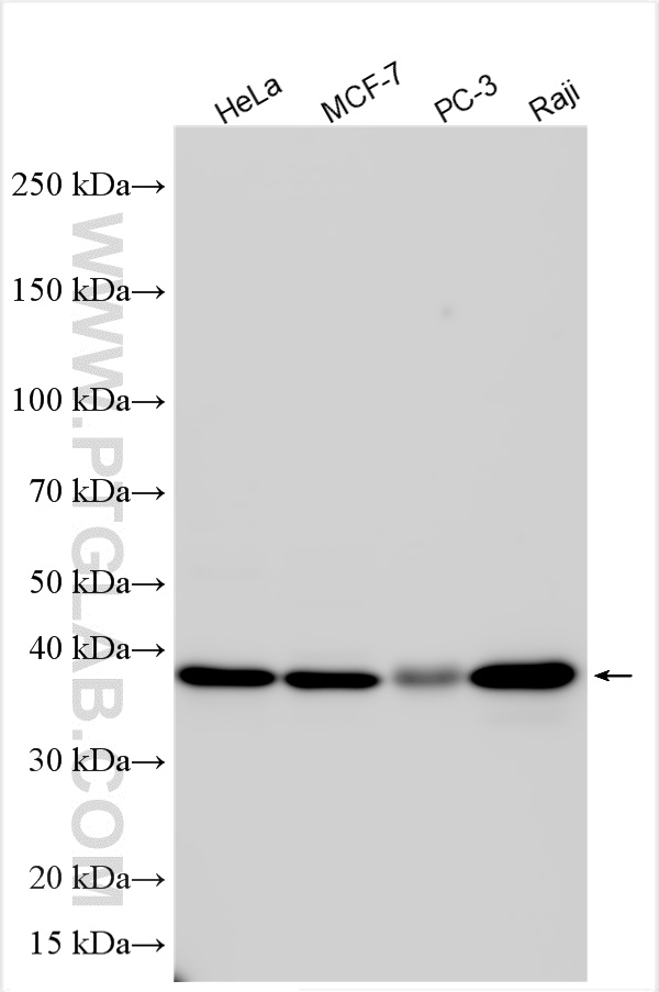 Western Blot (WB) analysis of various lysates using RFC2 Polyclonal antibody (10410-1-AP)