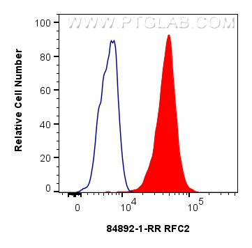 Flow cytometry (FC) experiment of HeLa cells using RFC2 Recombinant antibody (84892-1-RR)