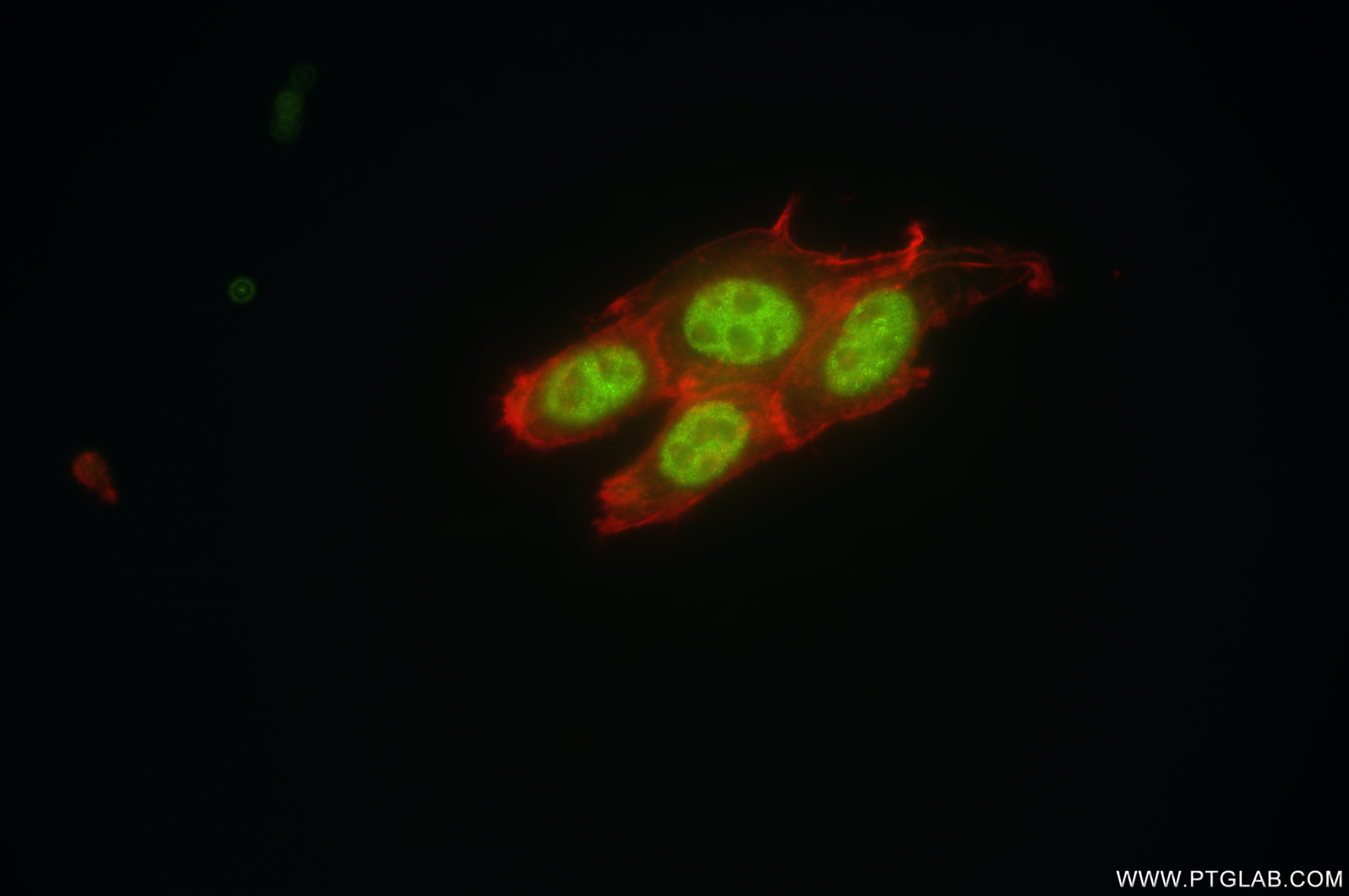 Immunofluorescence (IF) / fluorescent staining of NIH/3T3 cells using RFC2 Recombinant antibody (84892-1-RR)