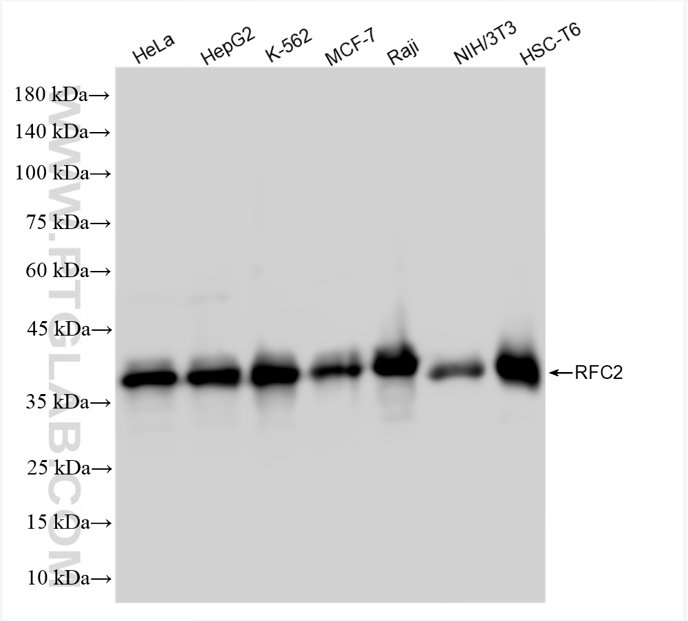 Western Blot (WB) analysis of various lysates using RFC2 Recombinant antibody (84892-1-RR)