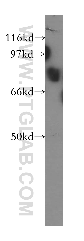 Western Blot (WB) analysis of human heart tissue using COP1 Polyclonal antibody (13542-1-AP)