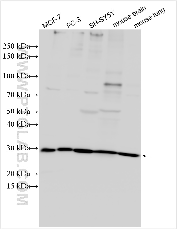 Western Blot (WB) analysis of various lysates using RGS17 Polyclonal antibody (12549-1-AP)