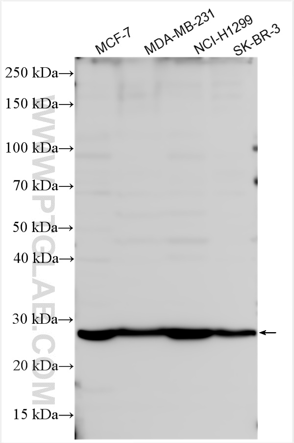 Western Blot (WB) analysis of various lysates using RGS17 Polyclonal antibody (12549-1-AP)