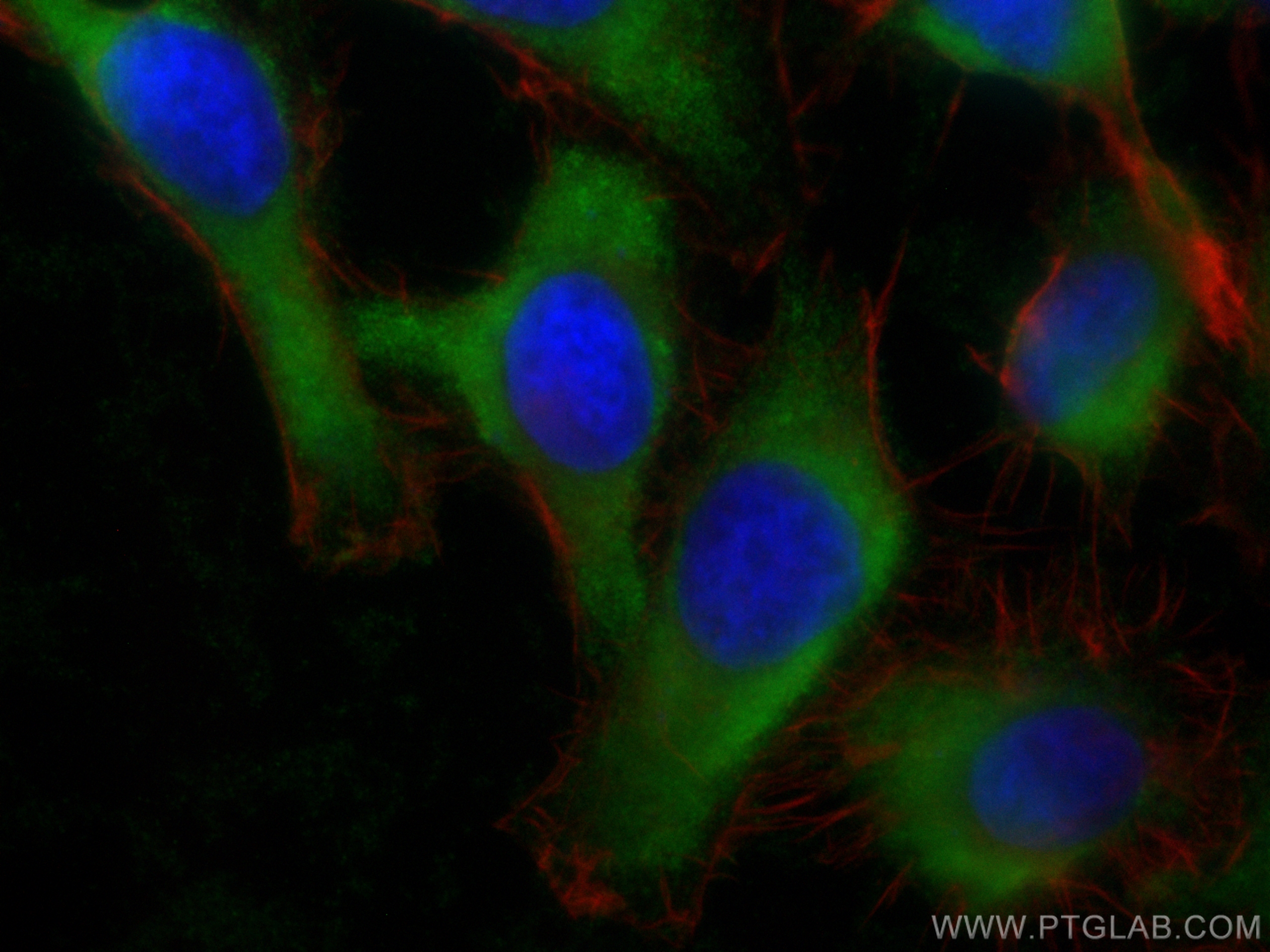 Immunofluorescence (IF) / fluorescent staining of HT-1080 cells using CoraLite® Plus 488-conjugated RGS5 Polyclonal anti (CL488-11590)