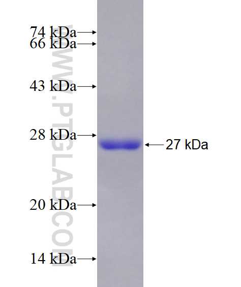 RGS5 fusion protein Ag25280 SDS-PAGE