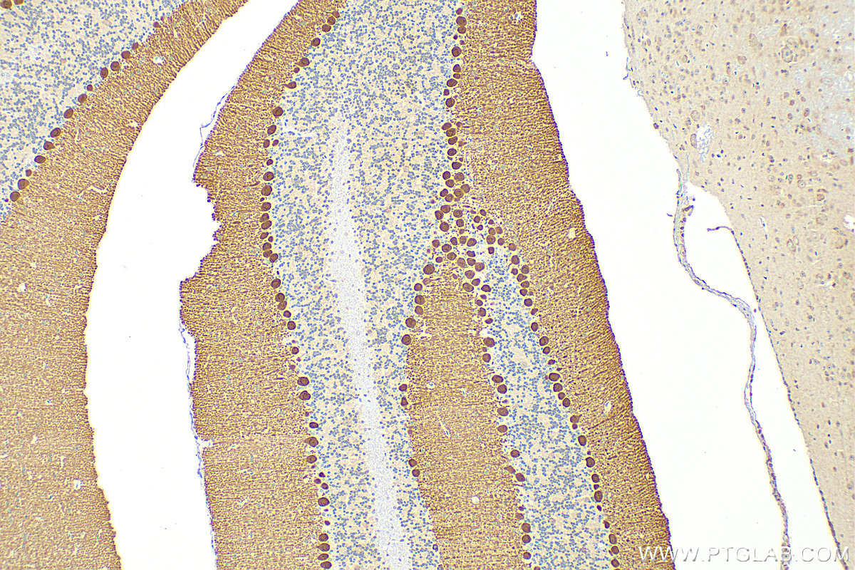 Immunohistochemistry (IHC) staining of mouse cerebellum tissue using RGS8 Polyclonal antibody (27394-1-AP)