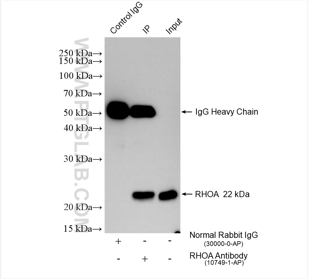 Immunoprecipitation (IP) experiment of mouse brain tissue using RHOA Polyclonal antibody (10749-1-AP)