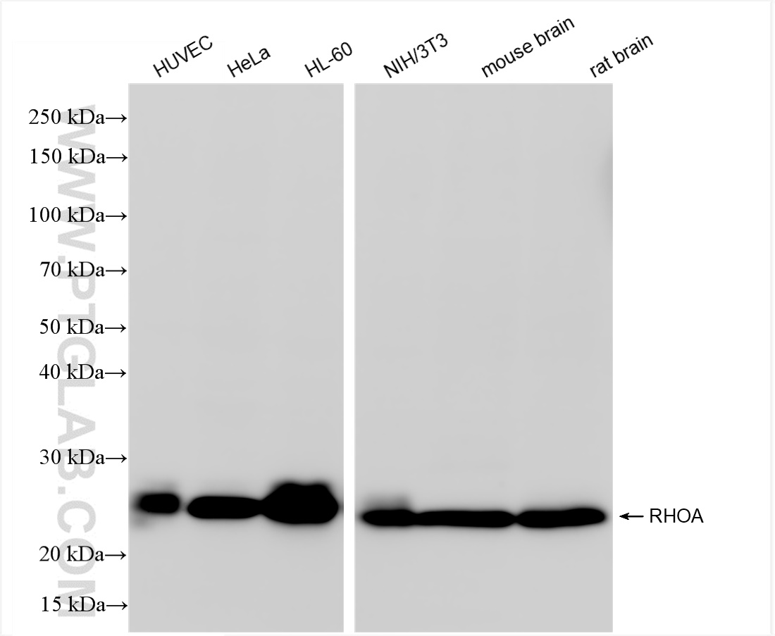 Western Blot (WB) analysis of various lysates using RHOA Recombinant antibody (82760-2-RR)