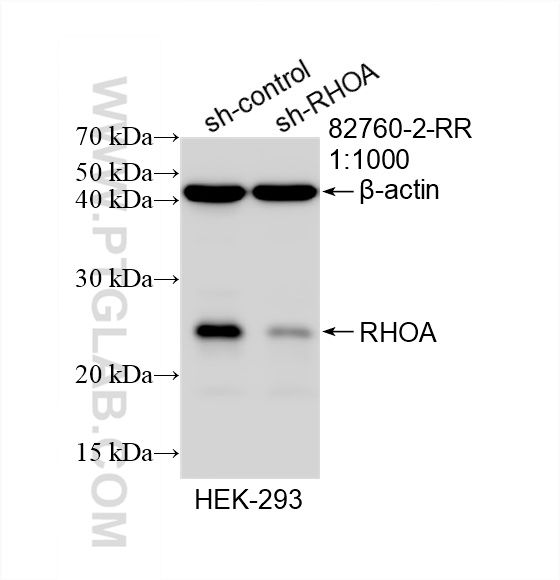 Western Blot (WB) analysis of HEK-293 cells using RHOA Recombinant antibody (82760-2-RR)