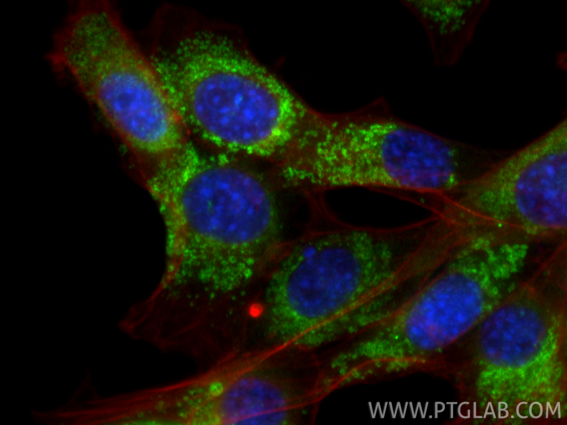 Immunofluorescence (IF) / fluorescent staining of NIH/3T3 cells using RHOB Polyclonal antibody (14326-1-AP)