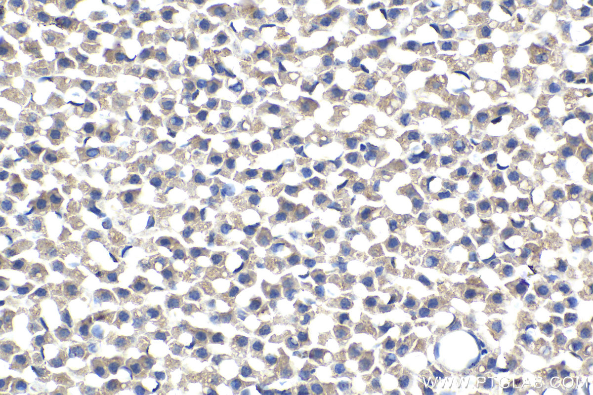 Immunohistochemistry (IHC) staining of rat adrenal gland tissue using RHOBTB3 Monoclonal antibody (67502-1-Ig)