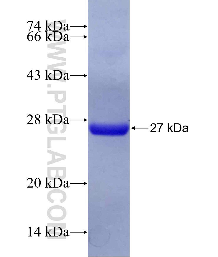 RHOBTB3 fusion protein Ag29274 SDS-PAGE