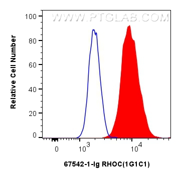 Flow cytometry (FC) experiment of HepG2 cells using RHOC Monoclonal antibody (67542-1-Ig)