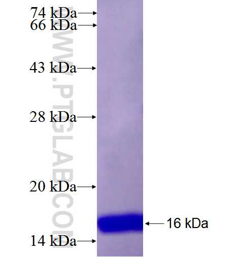 RHOU fusion protein Ag26509 SDS-PAGE