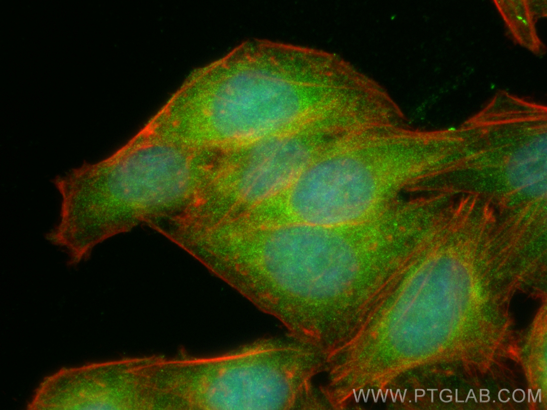 Immunofluorescence (IF) / fluorescent staining of HepG2 cells using RHPN2 Polyclonal antibody (12671-1-AP)