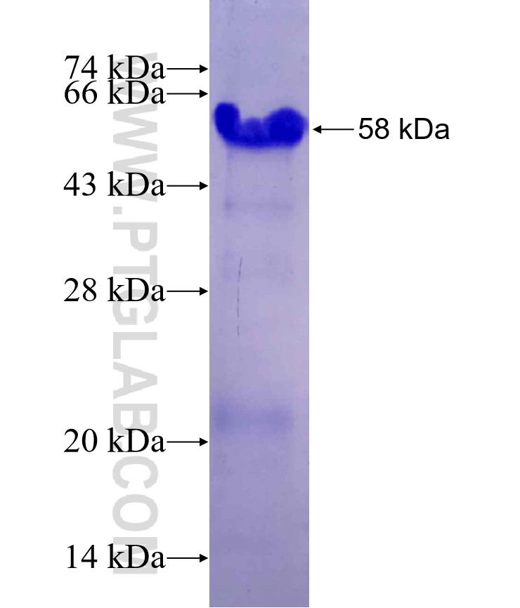 RIC3 fusion protein Ag26854 SDS-PAGE