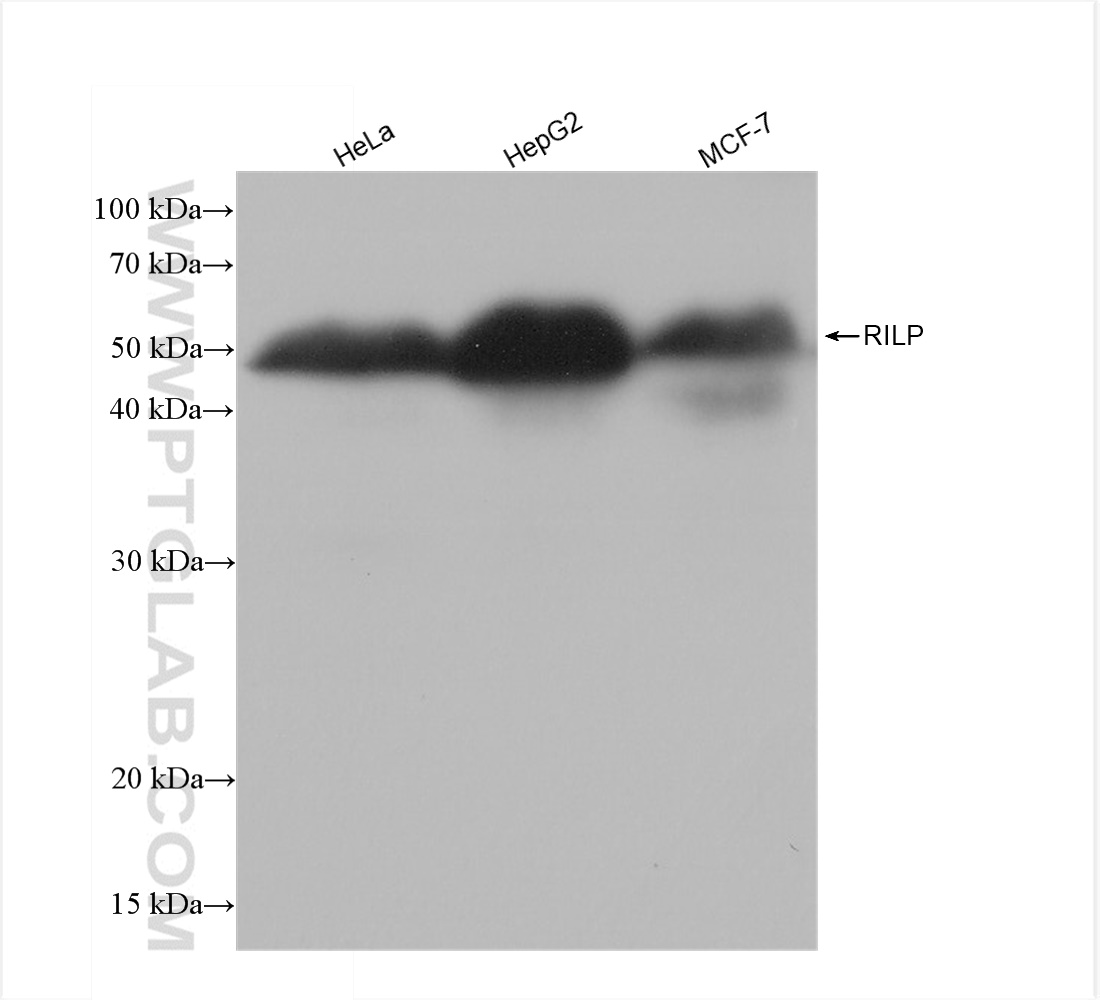 Western Blot (WB) analysis of various lysates using RILP Recombinant antibody (82996-4-RR)