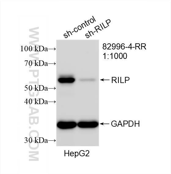 Western Blot (WB) analysis of HepG2 cells using RILP Recombinant antibody (82996-4-RR)