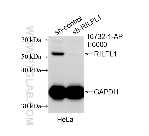 Western Blot (WB) analysis of HeLa cells using RILPL1 Polyclonal antibody (16732-1-AP)