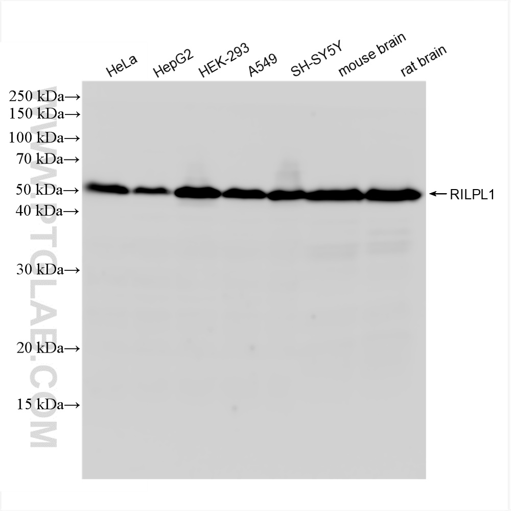 Western Blot (WB) analysis of various lysates using RILPL1 Recombinant antibody (83220-6-RR)