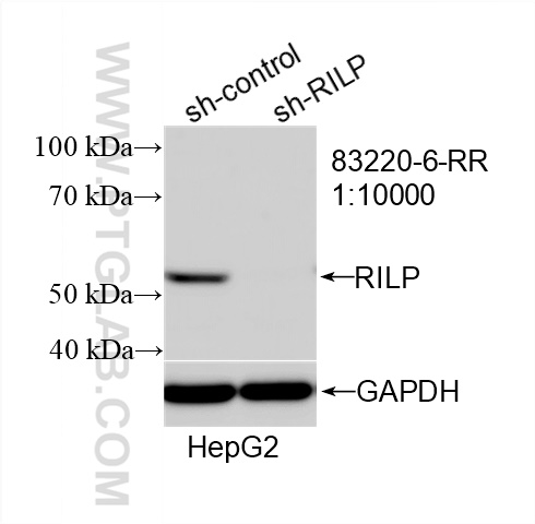 Western Blot (WB) analysis of HepG2 cells using RILPL1 Recombinant antibody (83220-6-RR)