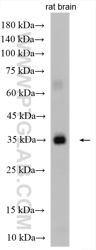 Western Blot (WB) analysis of various lysates using RIMS3 Polyclonal antibody (15088-1-AP)