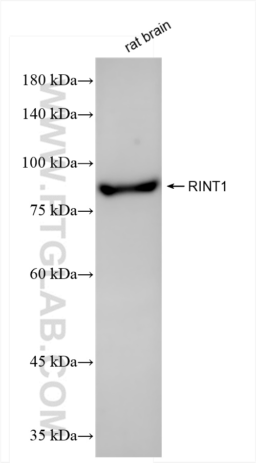 RINT1